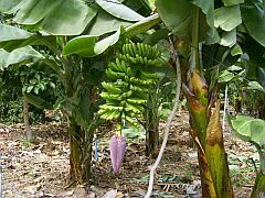 Finca, Teneriffa, Ferienwohnung